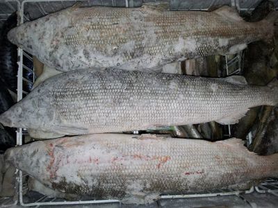 Лот: 4871887. Фото: 1. Рыба Муксун, Тугун, Омуль, Ряпушка... Икра, рыба, морепродукты