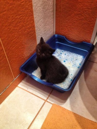 Лот: 4768480. Фото: 1. Плюшевые британцы. Кошки, котята