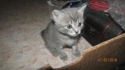 Лот: 11768069. Фото: 1. кошечка 2 мес. Кошки, котята