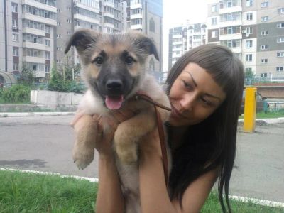 Лот: 3062574. Фото: 1. Отдам щенка в добрые руки. Собаки, щенки
