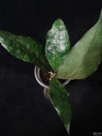 Лот: 16410091. Фото: 1. Хойя-Hoya Finlaysonia Panggha... Горшечные растения и комнатные цветы
