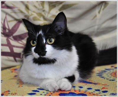 Лот: 8892878. Фото: 1. Чудесная кошечка в добрые руки. Кошки, котята