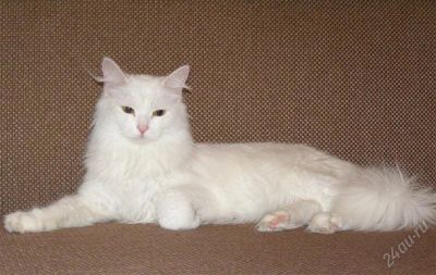 Лот: 1713232. Фото: 1. Шикарная белоснежная кошка ищет... Кошки, котята