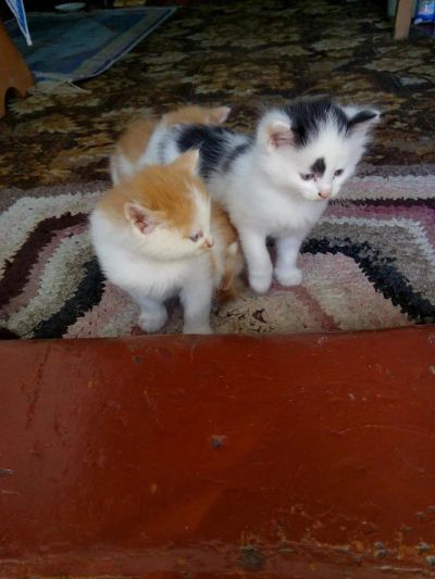 Лот: 10109893. Фото: 1. Подарю котят. Кошки, котята