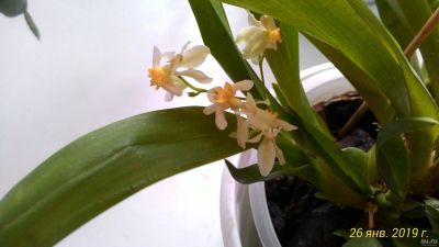 Лот: 13070678. Фото: 1. Орхидея Онцидиум (Oncidium Tiny... Горшечные растения и комнатные цветы