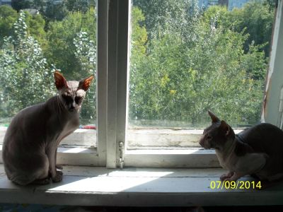 Лот: 4894737. Фото: 1. донской сфинкс кошка голенькая... Кошки, котята
