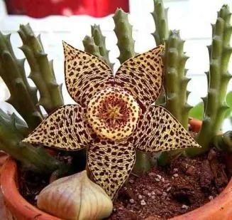 Лот: 12495417. Фото: 1. Orbea variegata (stapelia) орбея... Горшечные растения и комнатные цветы