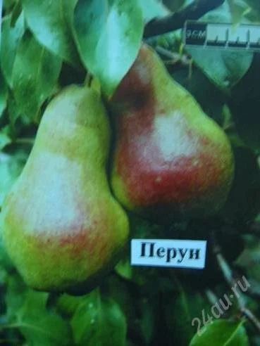 Лот: 2066486. Фото: 1. продам саженцы груши перун. Другое (семена, рассада, садовые растения)