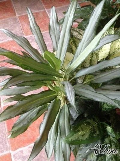 Лот: 9637139. Фото: 1. Аглаонема "Белое копье" (Aglaonema... Горшечные растения и комнатные цветы