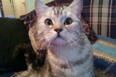 Лот: 1644233. Фото: 1. отдам бенгальскую кошечку в хорошие... Кошки, котята