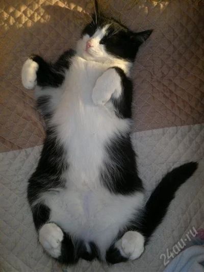 Лот: 2400909. Фото: 1. Отдам в хорошие руки Кота ученного. Кошки, котята