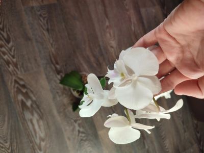 Лот: 17809416. Фото: 1. Орхидея Биглип. Горшечные растения и комнатные цветы