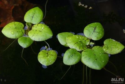 Лот: 17325359. Фото: 1. Лимнобиум аквариумное растение... Водные растения