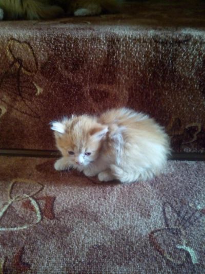 Лот: 11239818. Фото: 1. Отдам котят. Кошки, котята