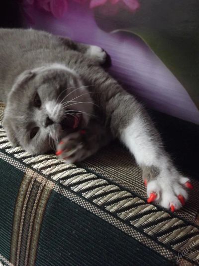 Лот: 4863157. Фото: 1. Шотландская вислоухая кошка. Кошки, котята