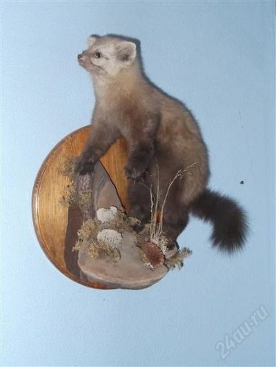 Лот: 1620778. Фото: 1. Чучело соболя (настенное). Чучела животных, рога, шкуры