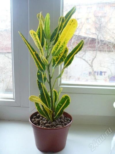 Лот: 39551. Фото: 1. Codiaeum Banana Redfinger-2. Красноярск