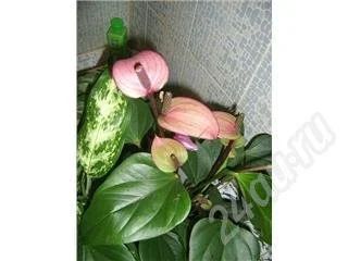Лот: 592314. Фото: 1. антуриум фиорино. Горшечные растения и комнатные цветы