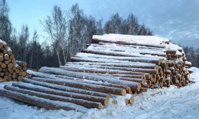 Лот: 11749502. Фото: 1. Куплю круглый лес (бревна). Осина... Древесина, пиломатериал