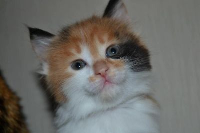 Лот: 3255441. Фото: 1. котенок. Кошки, котята