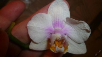 Лот: 6226256. Фото: 1. Орхидея фаленопсис F39(отцвела... Горшечные растения и комнатные цветы