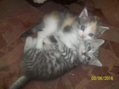 Лот: 7642844. Фото: 1. Милые котята. Кошки, котята