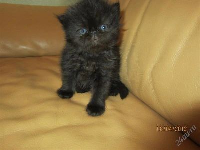 Лот: 1748044. Фото: 1. Персидский котенок , черный мальчик... Кошки, котята