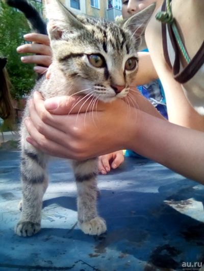 Лот: 13865223. Фото: 1. Котенок. Кошки, котята