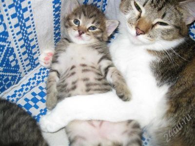 Лот: 689733. Фото: 1. Котенок мальчик №1. Остальные животные