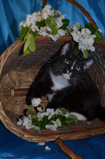 Лот: 4159465. Фото: 1. Маркиз. Кошки, котята
