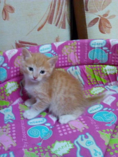 Лот: 6668885. Фото: 1. кошечка оччччень хорошенькая. Кошки, котята
