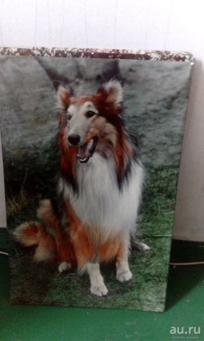 Лот: 13799018. Фото: 1. Картина СССР собака колли. Картины, гравюры