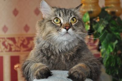 Лот: 11500440. Фото: 1. Отдадим кота в добрые руки. Кошки, котята