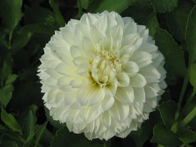 Лот: 9609626. Фото: 1. Георгин Фубуки Маями (клубень... Садовые цветы