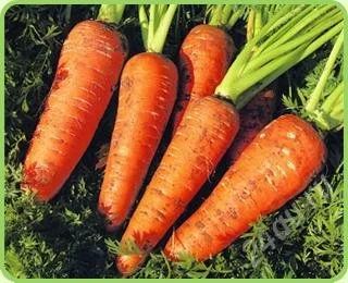 Лот: 2140446. Фото: 1. 1,5 ведра вкусной моркови за 350... Овощи, фрукты, зелень