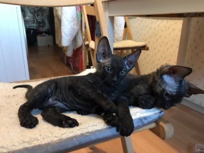 Лот: 14001266. Фото: 1. Продам котят Донской сфинкс 2... Кошки, котята