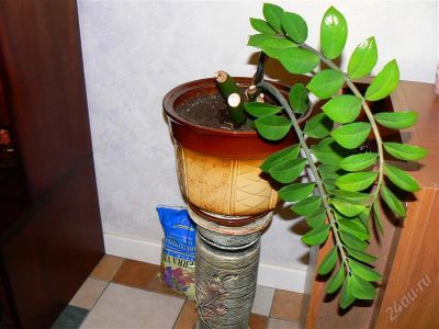 Лот: 2009933. Фото: 1. Замиакулькас. Горшечные растения и комнатные цветы