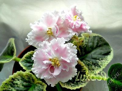 Лот: 1601516. Фото: 1. Детка сенполии Розовая Акварель. Горшечные растения и комнатные цветы