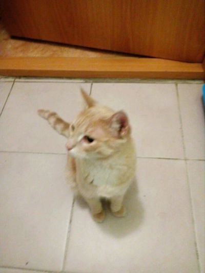 Лот: 12676477. Фото: 1. Кыся/кысечка/кысуля. Кошки, котята