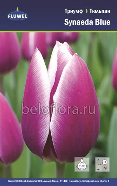Лот: 6187849. Фото: 1. Тюльпан Synaeda Blue. Луковица. Другое (семена, рассада, садовые растения)