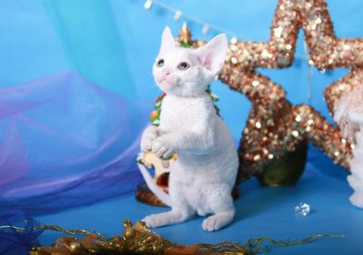 Лот: 12886585. Фото: 1. Котики девон-рекс. Кошки, котята