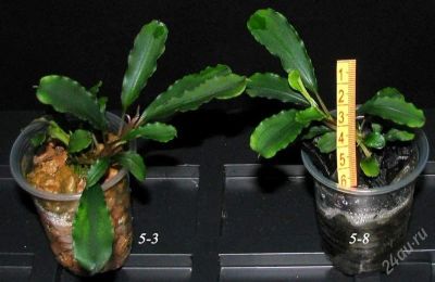 Лот: 2366733. Фото: 1. Bucephalandra sp. Водные растения