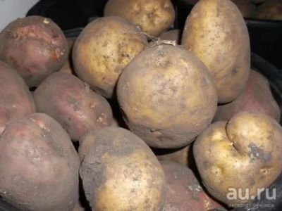 Лот: 9611279. Фото: 1. Картофель, картошка прошлогоднего... Картофель