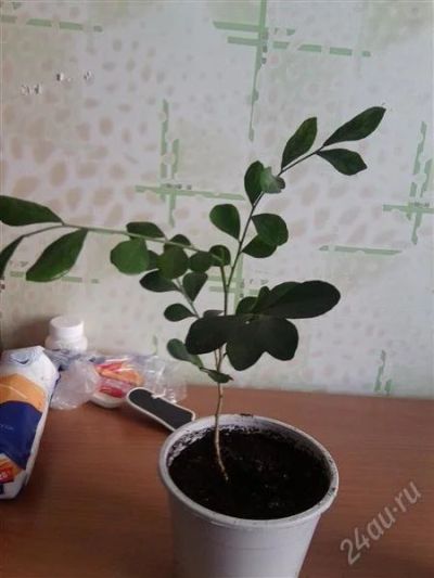 Лот: 1285890. Фото: 1. мурайя 2. Горшечные растения и комнатные цветы