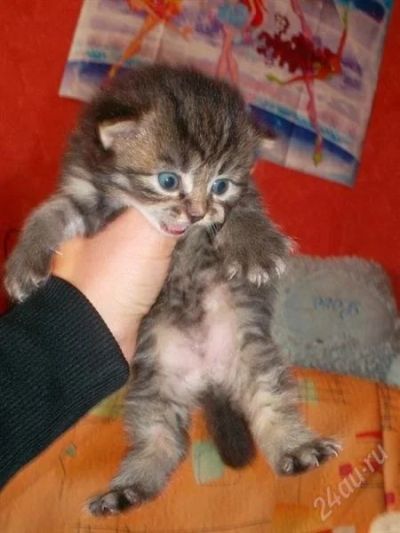Лот: 1101225. Фото: 1. котенок полуперс. Кошки, котята