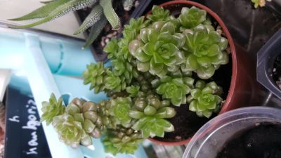 Лот: 11609157. Фото: 1. Седум Cremnosedum Little Gem... Горшечные растения и комнатные цветы