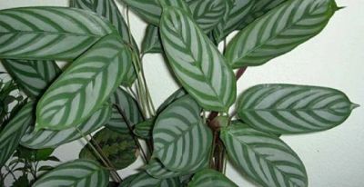 Лот: 18983446. Фото: 1. Ктенанта (Ctenanthe setosa) укоренённая... Горшечные растения и комнатные цветы