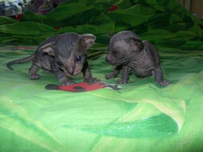 Лот: 2950996. Фото: 1. Инопланетное существо мужского... Кошки, котята