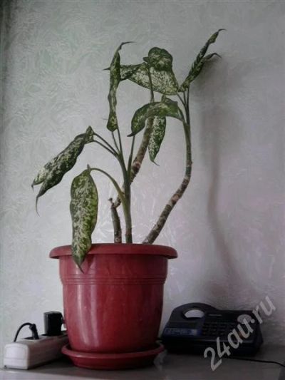 Лот: 323394. Фото: 1. Дифимбахия. Горшечные растения и комнатные цветы