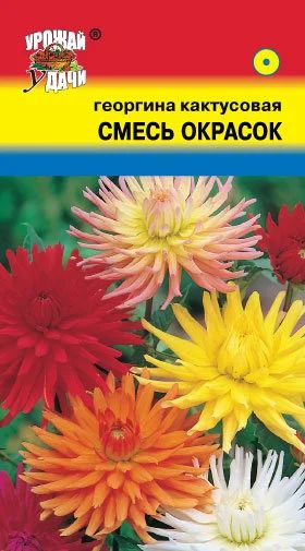 Лот: 12848219. Фото: 1. Семена георгины однолетней кактусовой... Садовые цветы